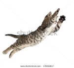 stock-photo-flying-or-jumping-kitten-cat-isolated-on-white-170028617 chat
