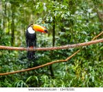 stock-photo-toucan-in-rain-forest-with-tree-and-foliage-early-in-the-morning-after-rain-154702181